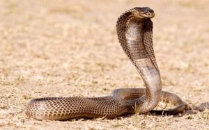 Giấc mộng thấy rắn hổ mang mơ hồ không rõ nét chốt số 06 - 16 - 76