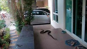 Trong giấc ngủ thấy rắn hổ trâu vào nhà đánh con gì?